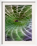 A Banana Spider's Web Framed Photographic Print