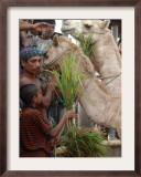 Bangladeshi Children Feed Sacrificial Camel Framed Photographic Print by Pavel Rahman