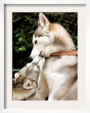 Two Dogs, Siberian Husky Breed, Play with Each Other Framed Photographic Print