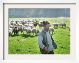 A Shepherd Stands by His Sheep in Miclosoara, Romania, October 2006 Framed Photographic Print by Rupert Wolfe-murray
