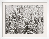 Heavy Snow Hangs on Trees Along Hurricane Ridge Framed Photographic Print by Jeffrey Phelps