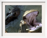 Yugoslavia Montenegros Hippos Framed Photographic Print