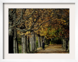A Man Strolls Through Lazienki Park on a Crisp Autumn Morning in Warsaw, Poland, October 30, 2006 Framed Photographic Print by Czarek Sokolowski
