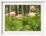 Blooming Water Lotuses Carpet Echo Park Lake Framed Photographic Print