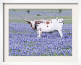 Longhorn Grazing on Bluebonnets, Midlothian, Texas Framed Photographic Print by Pat Sullivan