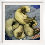A Pack of Ferrets Clockwise from Top, Chewbacca, Hobart, Dixie B, Wolfgang Amadeaus Motzart Framed Photographic Print by Carolyn Kaster