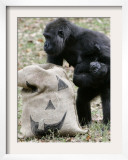 Sukari, an 8-Year-Old Mother Gorilla, Rummages Through a Trick or Treat Bag Framed Photographic Print by John Amis