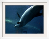 A Dolphin Swims Upside Down Framed Photographic Print