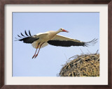 Stork Approaches its Nest in Holzen Framed Photographic Print