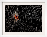 A Spider Rests Framed Photographic Print