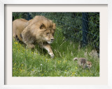 Lion Hounds a Little Fox at the Zoo in Wuppertal Framed Photographic Print