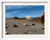 A Bolivian Indigenous Woman Pulls Her Cow Through a Blockade Framed Photographic Print