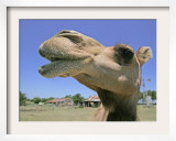 A Camel from Doug Baum's Herd is Shown in Valley Mills, Texas, Thursday, July 13, 2006 Framed Photographic Print by L.m. Otero