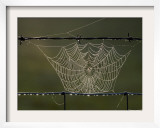 The Work of a Spider is Highlighted by the Morning Sun Framed Photographic Print