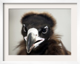 Vulture Rescue, Bangkok, Thailand Framed Photographic Print by Apichart Weerawong