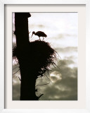 A Stork Tends to its Nest Atop a Dead Tree as the Sun Rises Behind the Clouds Framed Photographic Print