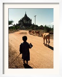 A Young Burmese Boy Tends His Family's Cows Near the Thatbinnyu Temple Framed Photographic Print