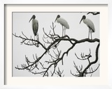 Three Wood Storks Roost in a Dead Tree Framed Photographic Print