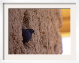 Pigeons Roost in the Prehistoric Hohokam Indian Structure Framed Photographic Print by Paul Connors