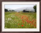 Many States Plant Wildflowers Along Busy Roadsides or Inside Interstate Medians Framed Photographic Print by Dean Fosdick