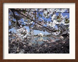 Cherry Blossoms Line the Tidal Basin Framed Photographic Print