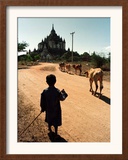 A Young Burmese Boy Tends His Family's Cows Near the Thatbinnyu Temple Framed Photographic Print