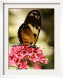 A Butterfly Rests on a Flower at the America Museum of Natural History Butterfly Conservatory Framed Photographic Print by Jeff Christensen