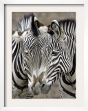 Sebras on Earth Day, Franklin Park Zoo, Boston, Massachussets Framed Photographic Print by Michael Dwyer
