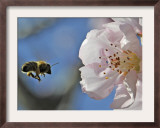 Bee Flies Towards the Blossom of an Almond Tree in a Park in Freiburg, Southern Germany Framed Photographic Print