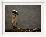 A Pakistani Man Tries to Protect Himself from Heavy Rain Framed Photographic Print