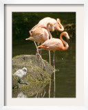 A White Flamingo Chick Framed Photographic Print