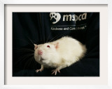 Roland, a One-Year-Old Domestic Rat, is Held at the Mspca in Boston Thursday, May 26, 2005 Framed Photographic Print by Elise Amendola