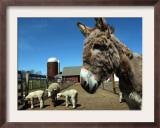 Bonnie the Guardian Donkey Keeps an Eye on Her Flock of Sheep Framed Photographic Print by Victoria Arocho