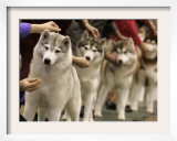 Siberian Huskies Line up During Conformation Judging Framed Photographic Print