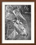 A Brown Pelican Wades Framed Photographic Print