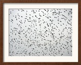 A Flock of Starlings (Sturnus Vulgaris) Dots the Sky Over Downtown Milan Framed Photographic Print