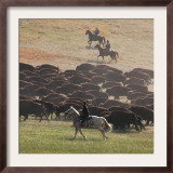 Buffalo Kick up Dust as Horseback Riders Keep Them Moving at the Custer State Park Buffalo Roundup Framed Photographic Print