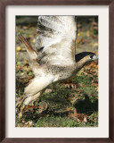 A Red-Tailed Hawk Takes Flight on Boston Common Framed Photographic Print
