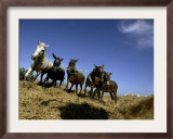 Horses and Donkeys Trample on a Crop of Fava Beans Framed Photographic Print