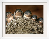 Five Baby Barn Swallows Peer out from Their Nest Framed Photographic Print