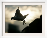 A Dove Flies Away at Sunset Framed Photographic Print
