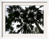 Sabal Palms near Border Fence, Brownsville, Texas Framed Photographic Print by Eric Gay