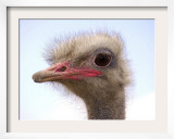A Young Ostrich on a Farm in Neu Heinde Framed Photographic Print