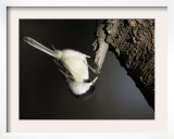 A Black-Capped Chickadee Hangs Upside Down Searching for Food from the Bark of a Tree Trunk Framed Photographic Print