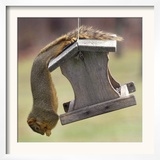 An Acrobatic Squirrel Enjoys the Contents of a Feeder While Hanging Upside-Down Framed Photographic Print