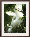 Egret Keeps Her Baby under Her Wing on a Tree, on the Banks of the River Brahmaputra in India Framed Photographic Print