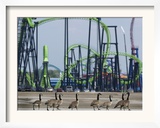 A Gaggle of Canada Geese Seem to be Headed for a Day of Thrills Framed Photographic Print