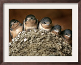 Five Baby Barn Swallows Peer out from Their Nest Framed Photographic Print