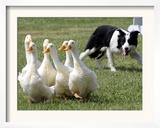 Shep, a Two-Year Old Border Collie, Herds Ducks Framed Photographic Print