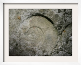 A Fossil of a Warm Equatorial Sea and Long-Extinct Animal is Seen in the Rocks Framed Photographic Print by Toby Talbot